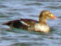 King Eider